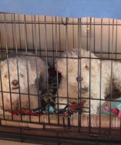 MidWest Homes for Pets Dog Crate Life Stages 36' Double Door Folding Metal Dog Crate | Divider Panel, Floor Protecting Feet, Leak-Proof Dog Pan | 35.63 in x 24.45 in x 21.93 in ,Intermediate Dog Breed 36.0"L x 23.0"W x 25.0"H Lifestages; Double Door 51 71B2Q6nCcvL