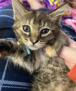 Litter Genie Plus Pail (Black) | Cat Litter Waste Disposal System for Odor Control | Includes 1 Square Refill Bag 52 71B2StLuQ1L