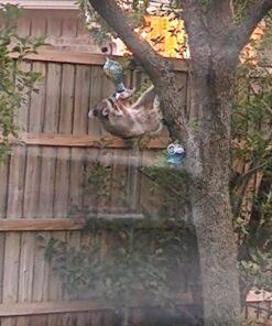 Perky-Pet 8108-1SR Antique Glass Bottle Hummingbird Feeder - Outdoor Garden Décor - 10 Oz Green Bottle 18 71B2XtXLxDL