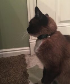 Petmate Aspen Pet Breakaway Fashion Collar, 3/8" x 8-12", Sub Geo Blue 3/8" x 8-12" 27 71B3cn6JBrL