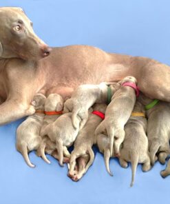 Record Keeping Charts for Breeders 12 71B4 M48dBL