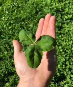 Whitetail Institute Arrest Max Selective Grass Control Herbicide Specifically Developed for Deer Food Plots, 1 Pint 17 71B4HjwawEL