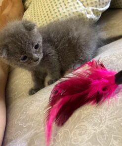 Royal Canin Feline Health Nutrition Kitten Dry Cat Food, 15 lb bag 15 Pound (Pack of 1) 30 71B4XFh4PYL