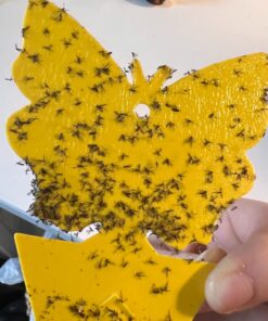 Trappify Sticky Gnat Traps for House Indoor - Yellow Fruit Fly Traps for Indoors/Outdoor Plant - Insect Catcher White Flies, Mosquitos, Fungus Gnat Trap, Flying Insects - Disposable Glue Trapper (12) 12 45 71B4sDRmYML