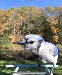 NETVUE Birdfy AI - Smart Bird Feeder with Camera + Solar Panel, Free AI Forever, Auto Capture & Identify 6000+ Bird Species, Bird Videos for Birdwatching, Ideal Gift for Bird Lover Solar Blue 35 71B51Sd2VqL 1