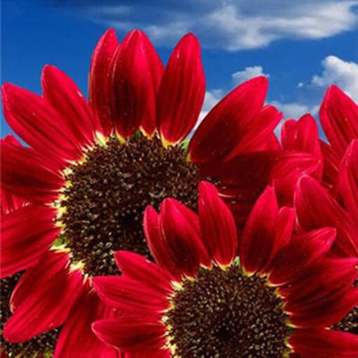 Narutosak Sunflower Seeds, 15 Pcs/30 Pcs Red Sunflower Rare Flower Seeds Annual Decor Organic Helianthus - 30pcs