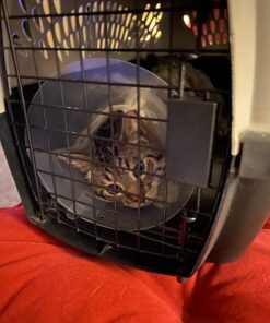 Petmate Sky Kennel Pet Carrier, 28 Inch, Made in USA 24.3"L x 18.3"W x 19.5"H 68 71B8DjwW9NL