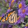 Outsidepride Perennial New England Aster Wild Flowers - 1000 Seeds 37 71BD5t6VrxL