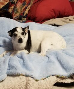 Hudson Baby Unisex Baby Plush Mink and Sherpa Blanket, Blue, One Size 25 71BDO3uuj8L