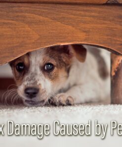 OLD ENGLISH 62338-75462, 8 Ounce (Pack of 1) 8 Ounce (Pack of 1) 38 71BEg4lDgpL