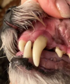 VETRISCIENCE Perio Support Teeth Cleaning Dental Powder for Dogs and Cats, Up to 192 Servings – Clinically Proven to Reduce Plaque and Tartar Perio Powder 27 71BK3XjcljL