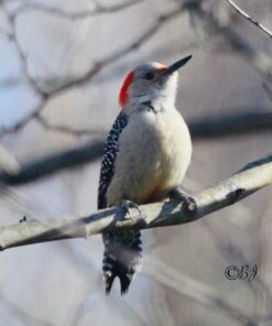 Sigma 150-600mm 5-6.3 Sports DG OS HSM Lens for Canon Canon SLR Mount US Version 89 71BKORMbeAL