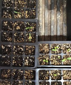 9GreenBox - Seedling Starter Trays, 144 Cells: (24 Trays; 6-Cells Per Tray), Plus 5 Plant Labels 21 71BLHKqPmtL