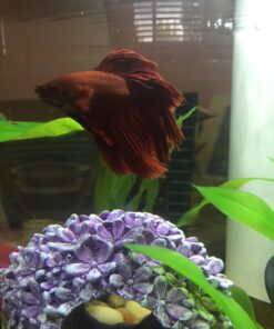 Hikari Betta Revive.08oz 20 71BMcUctCPL