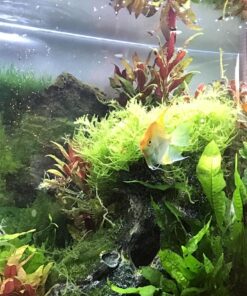 CaribSea Eco-Complete 20-Pound Planted Aquarium, Black 20 POUNDS 30 71BMtGPrtJL