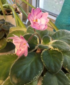 Maxicrop Liquid Seaweed (Kelp Extract, 32 Oz 27 71BNGeuloWL