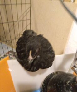 Farm Innovators 3700 Baby Chick Corral Starter Home Coop Kit with 10 Plastic Panels and Adjustable Brooder Lamp Hanger for Up To 15 Chicks 20 71BPWiY7LbL