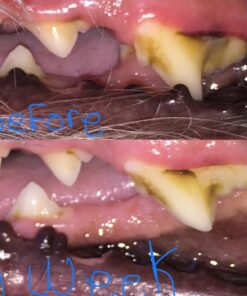 VETRISCIENCE Perio Support Teeth Cleaning Dental Powder for Dogs and Cats, Up to 192 Servings – Clinically Proven to Reduce Plaque and Tartar Perio Powder 23 71BUUiE4QHL