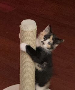 Meow Mix Tender Favorites Wet Cat Food, Poultry & Beef Variety Pack, 2.75 Ounce (Pack of 24) (Packaging May Vary) Variety Pack: Poultry & Beef 2.75 Ounce (Pack of 24) 47 71BVwj9q8JL