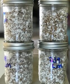 Hard Red Winter Wheat Berries | 5 LBS | Family Farmed in Washington State | Non-GMO Project Verified | 100% Non-Irradiated | Certified Kosher Parve | Field Traced | Burlap Bag 5 Pound (Pack of 1) 41 71BXdBPU5kL