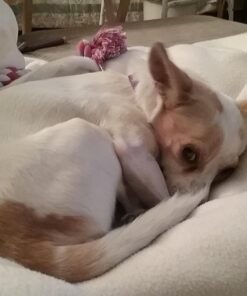 Wellness CORE Natural Grain-Free Small Breed Turkey & Chicken Dry Dog Food for Adult Dogs, High-Protein, USA-Made with Real Meat, 12-Pound Bag 12 Pound (Pack of 1) 32 71Bc3bTffDL