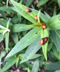 300 Live Ladybugs - Good Bugs - Ladybugs - Guaranteed Live Delivery! 48 71BcJaFO3QL