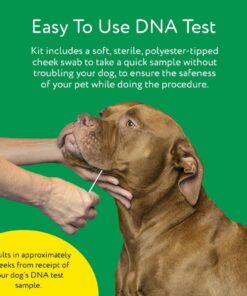 Dna My Dog Essential Test –Breed ID Test Mixed Breed Identification, Personality Traits, for Puppies to Adult Dogs, Non-Invasive Cheek Swab 27 71BfcSXc9bL