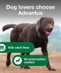 Advantus (Imidacloprid) Chewable Flea Treatment for Large Dogs, 7 Count, 23-110 Pound 23 71BieQZiUFL 1
