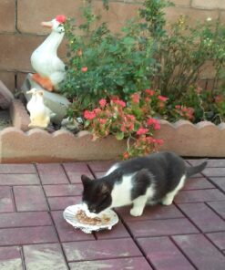 Meow Mix Tender Favorites Wet Cat Food, Poultry & Beef Variety Pack, 2.75 Ounce (Pack of 24) (Packaging May Vary) Variety Pack: Poultry & Beef 2.75 Ounce (Pack of 24) 38 71BmoyKAlGL