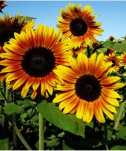 Seed Needs, Firecracker Sunflower (Helianthus annuus) Twin Pack of 85 Seeds Each 20 71BnQa7sKiL