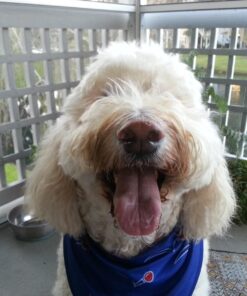 K9 Advantix II XL Dog Vet-Recommended Flea, Tick & Mosquito Treatment & Prevention | Dogs Over 55 lbs. | 4-Mo Supply 4 Pack XL Dog only 37 71BpAWizt3L