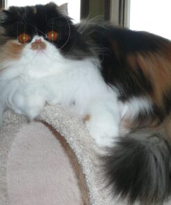 Nutramax Cosequin Joint Health Supplement for Cats - With Glucosamine and Chondroitin, 55 Capsules 24 71BqqvY3P3L