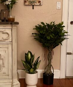 Nearly Natural 5383 3ft. Ficus Tree UV Resistant (Indoor/Outdoor),Green,Small 18 71BuFdPXUBL