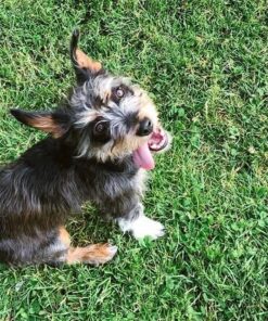 Pet Botanics Training Rewards Mini Treats For Dogs, Bacon, 4 Oz. 4 Ounce (Pack of 1) 27 71ButMN0Y9L