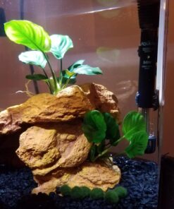 Anubias Barteri Coin Leaves Live Aquarium Plants Freshwater Rhizome 3 Days Live Guaranteed by Mainam 36 71By9wCanL