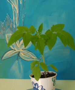 Heirloom Vegetable Seeds Non GMO Survival Seed Kit - Part of Our Legacy and Heritage - 50 Varieties 100% Naturally Grown- Best for Gardeners Who Raise Their Own Healthy Food 1 36 71BzN5K2gjL