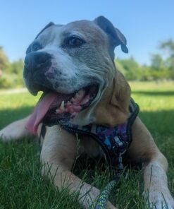 Vet’s Best Enzymatic Dog Toothpaste | Teeth Cleaning and Fresh Breath Dental Care Gel | Vet Formulated | 3.5 Ounces 1 Count 44 71BzgOyXofL