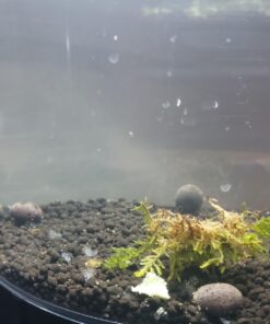 (10) Live Freshwater Bladder Snails from Great Feeders !!! 4 71C2I16wvvL