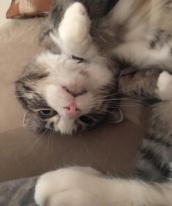 KONG - Naturals Premium Catnip - Premium North American Grown - 2 Ounce 58 71C3TrMjL L