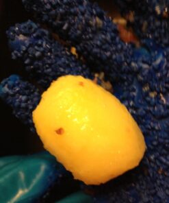 Tater Mitts Quick Peeling Potato Gloves 15 71C6FwhTiIL