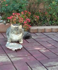 Meow Mix Tender Favorites Wet Cat Food, Poultry & Beef Variety Pack, 2.75 Ounce (Pack of 24) (Packaging May Vary) Variety Pack: Poultry & Beef 2.75 Ounce (Pack of 24) 39 71CAghNSQlL