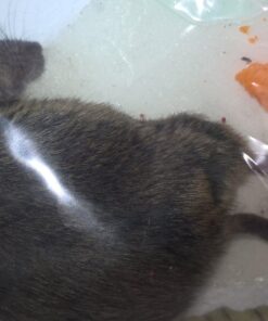 Tomcat Glue Boards (Captures Mice and Other Household Pests, Eugenol Formula, 4-Pack) 30 71CDJMLugL