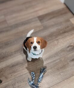 Wahl USA Deodorizing & Refreshing Pet Deodorant for Dogs - Eucalyptus & Spearmint Scent to Refresh the Skin and Coat - Model 820011A 29 71CDx0DufzL