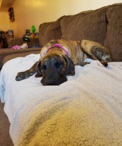 Don Sullivan Perfect Dog Command Collar with Extra Links and DVD, Large blue 26 71CFzZTbfL