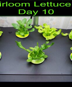 AeroGarden Heirloom Salad Greens Mix Seed Pod Kit - Salad Kit for AeroGarden Indoor Garden, 7-Pod 33 71CK6AUSWbL