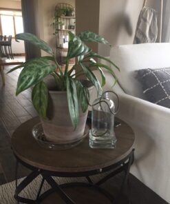 Blumat Classic Plant Watering Stakes | for Everyday Home or Vacation Use | Indoor or Outdoor Water Spikes for Plants | Automatic Drip Irrigation (6 Pack) 6 Pack 50 71CKTCsheyL