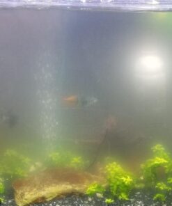 SunSun JUP-01 9W UV Sterilizer Submersible Filter Pump 75 71CMdo0COL