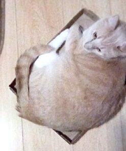 Purina Friskies Wet Cat Food Pate - 5.5 oz. Can Salmon Dinner 5.5 Ounce (Pack of 24) 36 71CQkBXNVuL