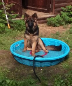 Aerobie Pro Ring Outdoor Kids Toy for Boys and Girls, All Ages, Colors may Vary 31 71CRuney 1L