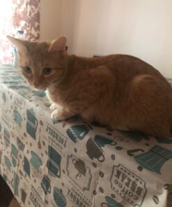 Purina Pro Plan With Probiotics, High Protein Dry Kitten Food, Chicken & Rice Formula - 7 lb. Bag 39 71CScGKHH4L